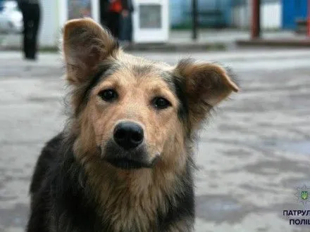 Чоловік вночі відстрілював бездомних собак у Житомирі