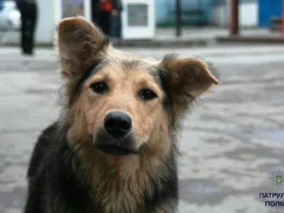 Мужчина ночью отстреливал бездомных собак в Житомире