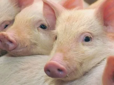 Новая вспышка африканской чумы свиней зафиксирована в Харьковской области