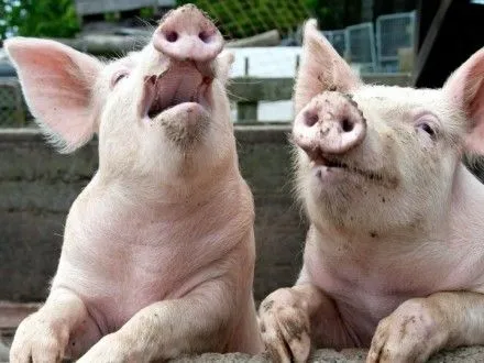 Виробники свинини домагатимуться законодавчих змін аби побороти АЧС - “Асоціація свинарів”