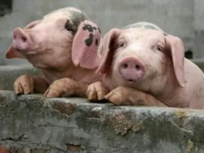 Для борьбы с АЧС нужно расшить полномочия ветеринаров - "Ассоциация свиноводов"