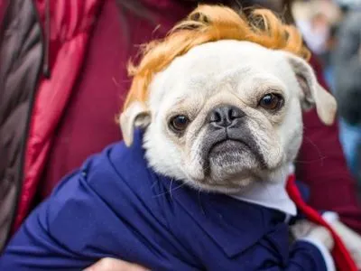 В Нью-Йорке на параде к Хэллоуину собаку одели в костюм Д.Трампа