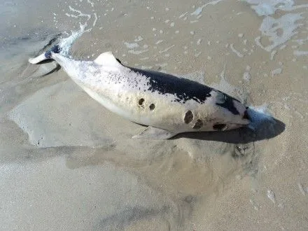 На побережье Азовского моря на берегу снова нашли мертвого дельфина