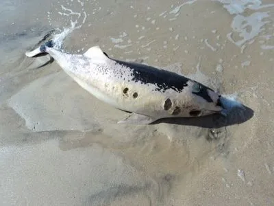 На узбережжі Азовського моря на березі знову знайшли мертвого дельфіна