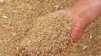 Эксперт рассказал, как бороться с проблемами по качеству украинского зерна