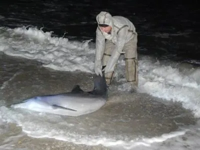 На Херсонщині врятували дельфіна, якого винесло хвилями на берег