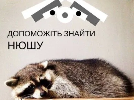 У Києві розшукують єнотиху на ім'я Нюша, яка втекла із павільйону на ВДНГ