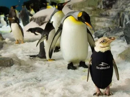 Больному пингвину из американского океанариума пошили гидрокостюм