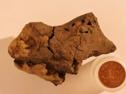 Вчені вперше виявили скам'янілий мозок динозавра