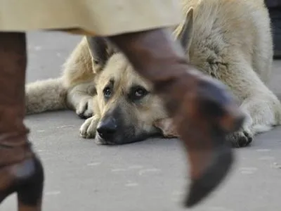 Зоополиция должна штрафовать тех, кто выбрасывает животных на улицу - волонтер