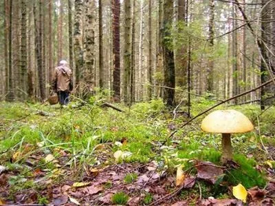 Грибник заблукав у лісі і помер від переохолодження на Сумщині