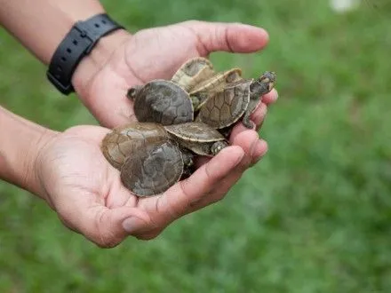 В Перу в реку выпустили тысячи черепашек