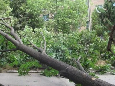 На Львівщині дерево впало на чоловіка