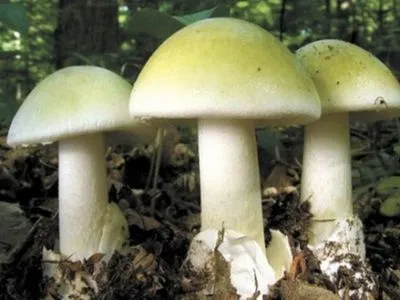От отравления грибами умерли двое детей в Херсонской области