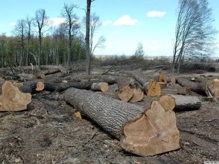 Прокуратура Закарпатья направила в суд обвинительный акт в отношении должностных лиц, которые подделывали документы для экспорта леса