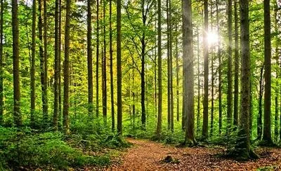 За останні 15 років лісистість Полтавщини збільшилася на майже 14 тис. га – Держгеокадастр