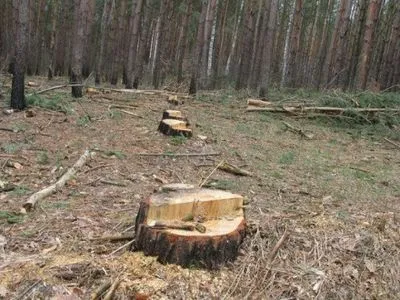 На Прикарпатті виявили незаконну рубку лісу на суму понад 4 млн грн