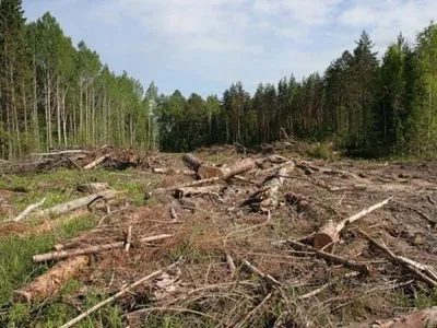 Более 350 тыс. грн оплатят лесхозы Закарпатья за причиненный лесу вред