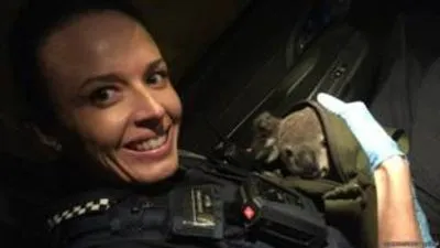 Полиция Австралии обнаружила в рюкзаке арестованной детеныша коалы