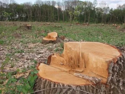 Четырех прикарпатцев будут судить за незаконную рубку леса