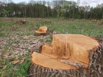 Четырех прикарпатцев будут судить за незаконную рубку леса