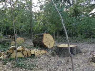 Закарпатская ОГА обжалует в апелляционном суде решение Львовского админсуда в отношении задержанного леса
