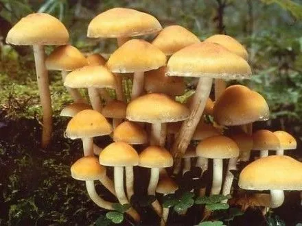 В Херсонской области за октябрь с диагнозом "отравление грибами" в детскую реанимацию попали 10 детей