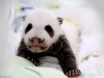 Близнюки гігантської панди народилися у Шанхаї