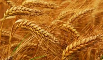 Кіровоградщина зібрала майже 3,5 млн тонн зернових культур