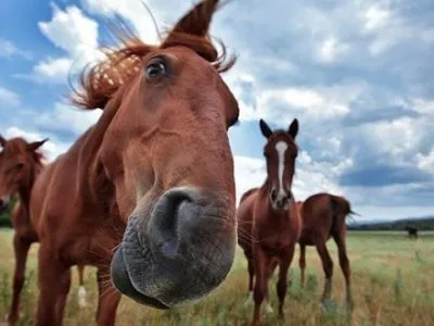 Владельцев лошадей в Ровенской области обязали убирать за животными экскременты