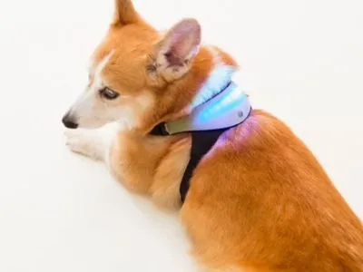 Прибор, читающий мысли собак, представили в Японии