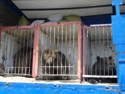 Комитет ВР порекомендовал нардепам запретить использование животных в передвижных цирках