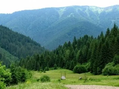 На Закарпатье до сих пор не учтены 21 тыс. га леса