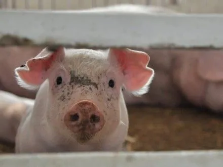 Экспортный рынок свинины уничтожен по вине Госпродпотребслужбы - нардеп