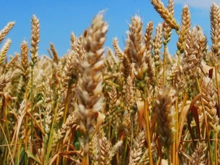 В Україні дефіцит якісного зерна для виробництва круп – експерт