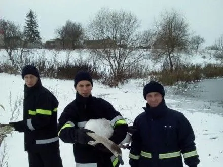 Лебедя в Ровенской области достали  из замерзшего водоема