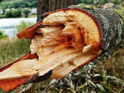 Дерево упало на девочку в Ужгороде