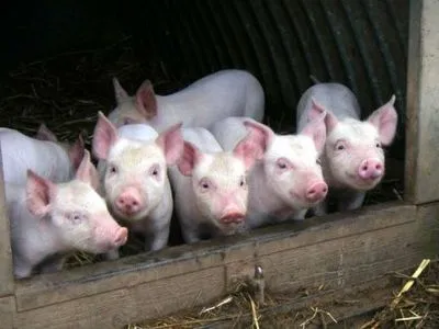 В результате очередной вспышки АЧС в Одесской области погибли более сотни свиней