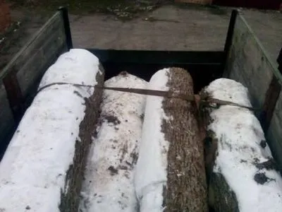 Неизвестные вырубили столетние дубы в Краснокутском районе Харьковской области
