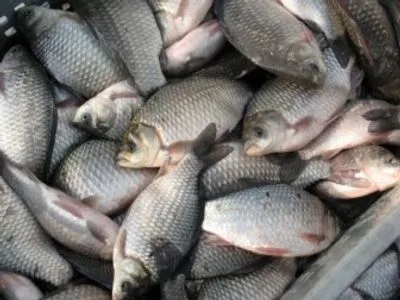 Промисловий вилов риби у Південному Бузі призупинять на 2017 рік