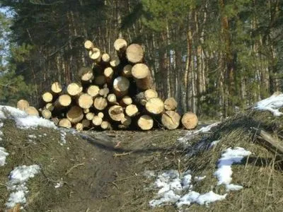 Недбалість лісника з Прикарпаття коштувала державі 4 млн грн