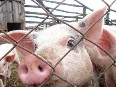 Почти 8 тыс. свиней уничтожат в Хмельницкой области из-за АЧС
