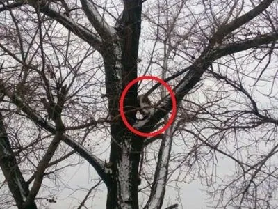 Протипіхотну міну виявили на дереві поблизу поста "Березове" на Донеччині