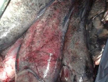 Понад 200 кг риби без документів виявили у Черкасах