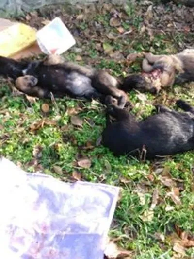 На Херсонщине жестоко убили щенков