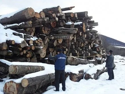 На Прикарпатті поліція попередила незаконний експорт лісу на 5 млн грн