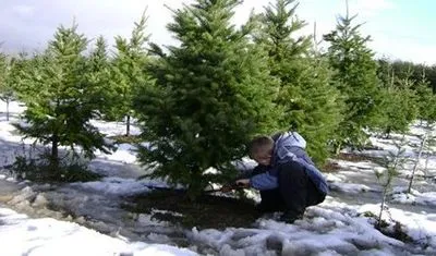 Майже 35 тис. хвойних дерев планують реалізувати нинішньої зими на Кіровоградщині