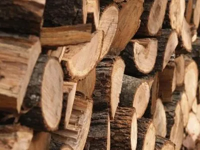 Пошлины на вывоз древесины породят коррупцию - Б.Кушнирук