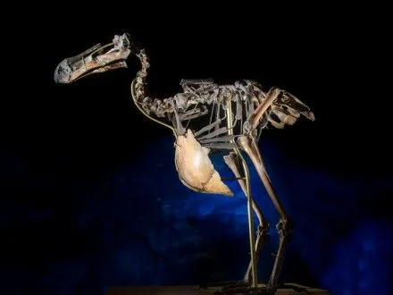 skelet-vimerloyi-ptakhi-dodo-prodadut-na-auktsioni-v-britaniyi