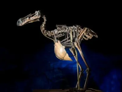 Скелет вымершей птицы додо продадут на аукционе в Великобритании